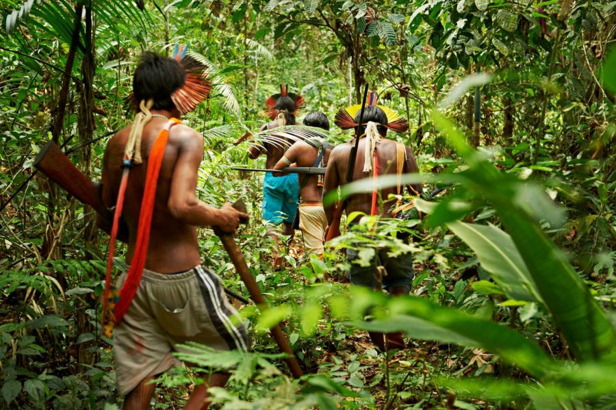 Crisis in the Amazon