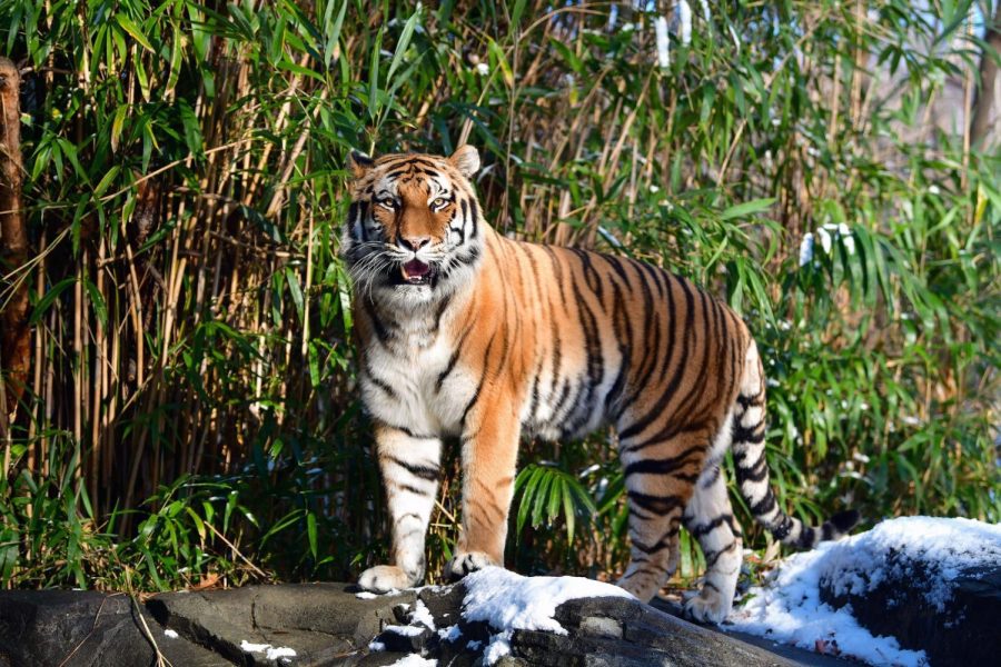Animals first case- a tiger in the Bronx zoo was the first animal to catch the virus, and it rapidly began spreading through the rest of the zoo. 